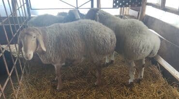 Продаю | Овца (самка), Баран (самец) — 5