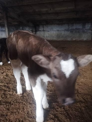 собака девочка: Продаю | Тёлка | Полукровка | На откорм — 1