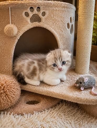 d cat: Скотиш Фолд (Шотландская вислоухая), 1 месяц, Девочка, Лиловый, Метис, Приучена к лотку — 5