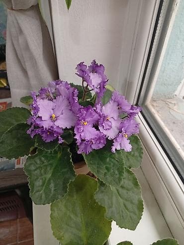 Сенполия (узамбарская фиалка) с махровыми волнистыми цветами