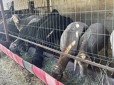 Айыл-чарба жаныбарлары: Сатам | Кочкор (эркек) | Көбөйтүү үчүн | Асыл тукумдуу — 4