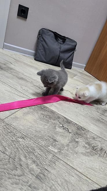 Мышыктар: Скотиш Фолд (Шотландиялык шалпаң кулак), 1 айлык, Ургаачы, Көгүлтүр, Лотокко барууга үйрөтүлгөн — 9