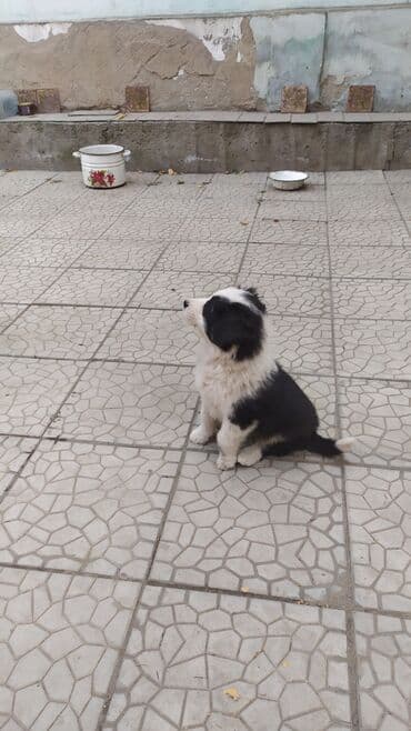 стрижка собак на дому недорого: Щенкок метис, девочка, возраст 1,5 месяца. папа бишкекская овчарка — 3