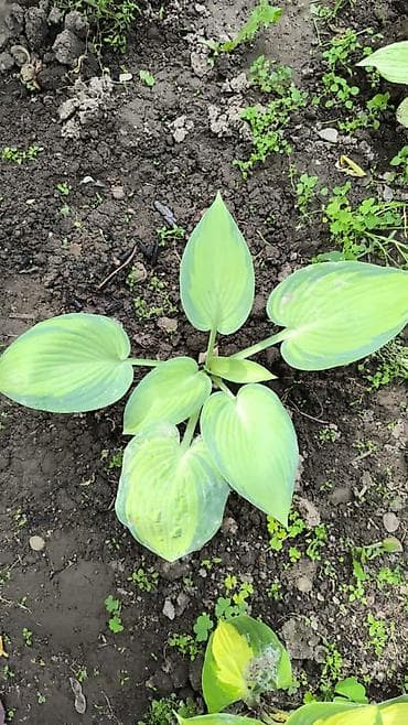 green leaf: Хоста декоративная, сорт с ярко‑салатовыми крупными листьями — 7