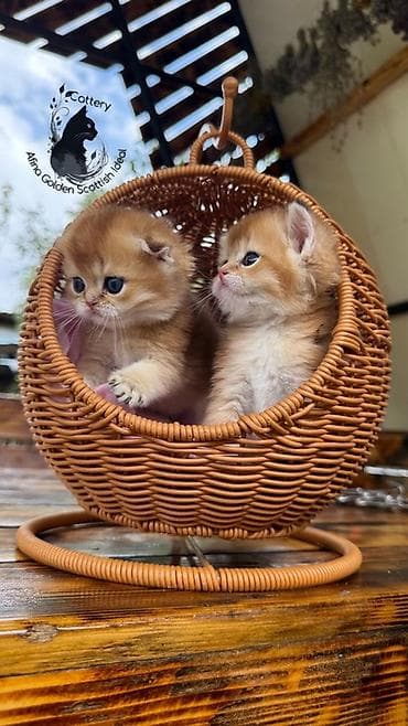кошка черная: Скотиш Фолд (Шотландская вислоухая), 1 месяц, Мальчик, Золотая шиншилла, Приучена к лотку, Проглистована, С документами — 9