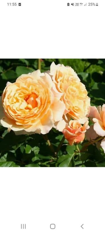 где купить саженцы гортензии в бишкеке: Көчөттөр гүлдүн: Розалар — 5