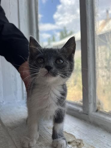 Мышык кууту: 🐾 Ищем любящих хозяев для двух котят! 🏡❤️ По Токмаку привезем лично в — 5