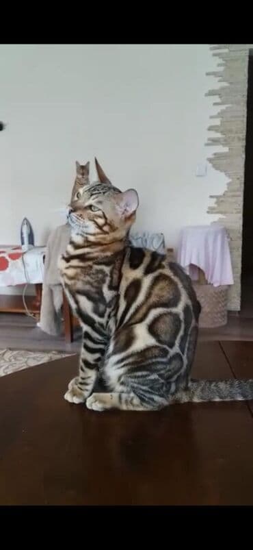 купить породистых котят: Красивейшие бенгальские котята .вырастают вот такими красавцами очень — 2