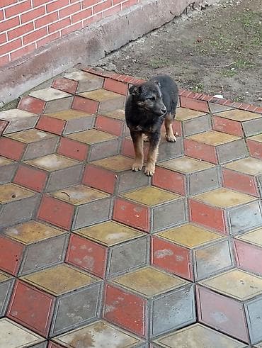 Другие животные: Мать Немецкая овчарка отличный охранник дома — 2