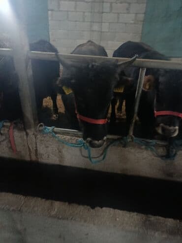 животные птицы: Продаю | Бык (самец) | На откорм | Привязанные — 9