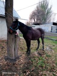 цены породистых собак: Сатам | Жылкы (эркек), Байтал — 6