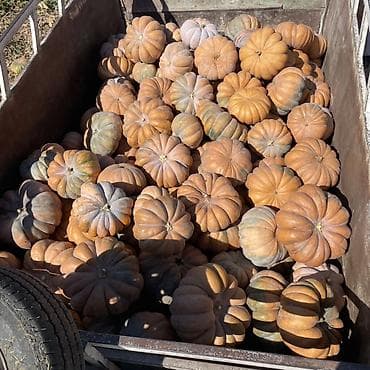 кулпунай бишкек: Тыква мускатная, ребристая (крупноплодные тыквины) - Сорт: мускатного — 2