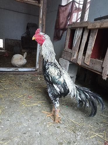 Кошки: Продаю | Петух | Бойцовая | Для разведения — 1