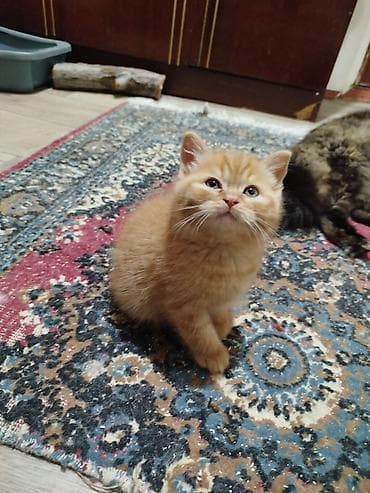 Кошки: Скотиш Страйт (Шотландская прямоухая), 3 месяца, Мальчик, Рыжий, Приучена к лотку, Проглистована — 8