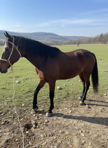 Продаю | Жеребец | Полукровка | Рабочий | Осеменитель, Племенные