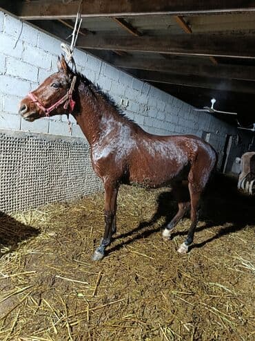 куньминская овчарка: Продаю | Конь (самец) | Полукровка | Конный спорт | Племенные — 4