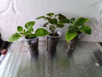 тюльпан гулу жонундо маалымат кыргызча: В продаже детки представленных растений детки каланхоэ по 150 с,детки — 13