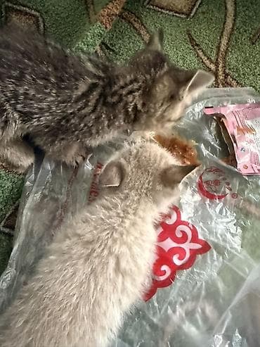 Отдам даром кошку: Кошка даром: Беспородная, 1 месяц, Мальчик — 1