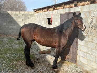 Аквариумдар: Сатам | Жылкы (эркек) | Жумушка | Мерин — 4