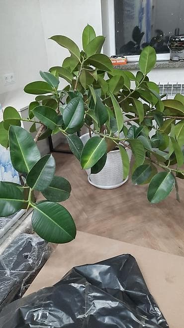 Фикус эластика (каучуконосный), крупный комнатный экземпляр в