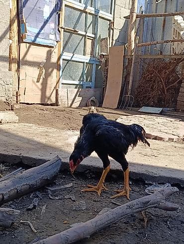 куры несушки: Петух породы дакан бойцовый тип (по внешним признакам) — 4