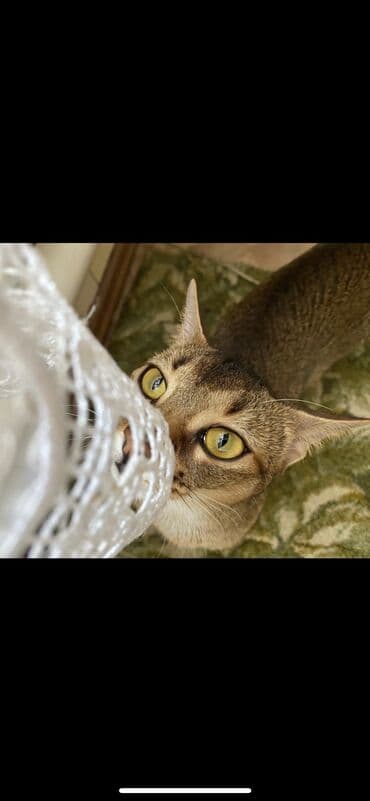 купить породистых котят: Абиссинская порода- выставляются на продажу редкие котята чистокровные — 15