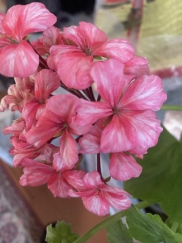 вишня продаю: Пеларгония (герань) с пёстрыми розово-белыми соцветиями. - Вид — 1
