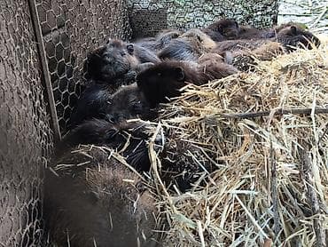 заяц живой: Нутрии. 6 месяцев Особенности: - крупные водоплавающие грызуны — 3