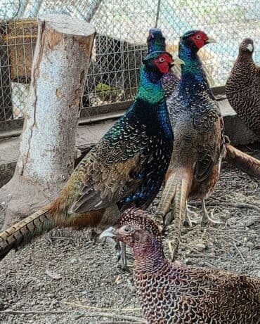 продажа щенков немецкой овчарки в бишкеке с документами: Продаю | Петух, Куры — 4