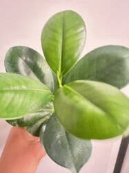 Инструменты: Фикус Мокламе 🌿 Красивое, компактное комнатное растение с густой — 2