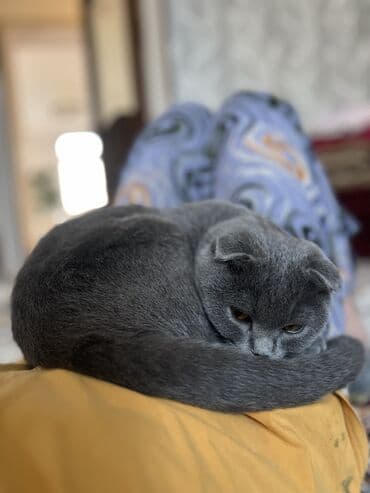 порода собак мопс: Скотиш Фолд (Шотландская вислоухая), 8 месяцев, Мальчик, Голубой, Приучена к лотку, Проглистована, С прививками — 4