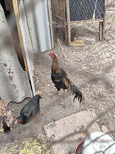 бараны кант: Продаю | Петух | Бойцовая | Для разведения — 6