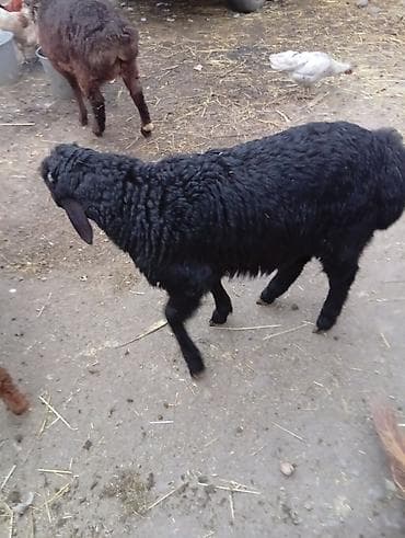 продаю кур несушек: Продаю | Овца (самка) | Полукровка | Для разведения | Матка — 9