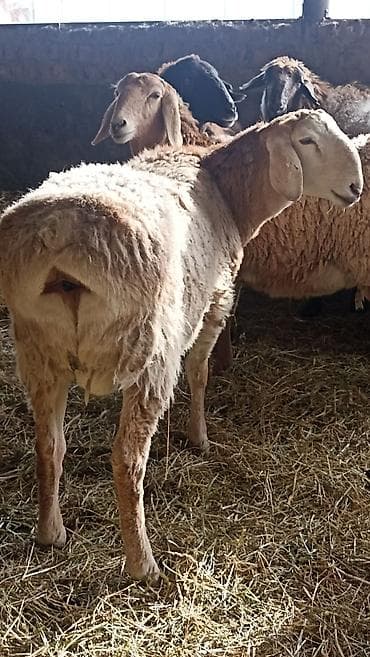 кой сойобуз: Продаю | Овца (самка) | Арашан | Для разведения | Осеменитель, Ярка — 7