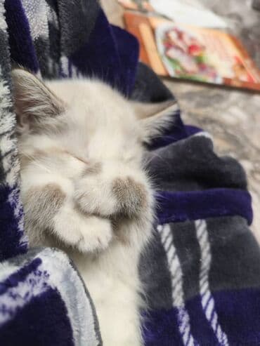 русская голубая кошка котята: 4 месяца, Девочка — 2