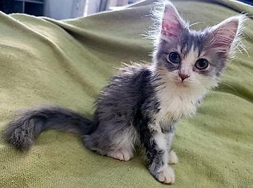 Кошки: Кошка даром: Сибирская, 3 месяца, Мальчик, Приучена к лотку — 3