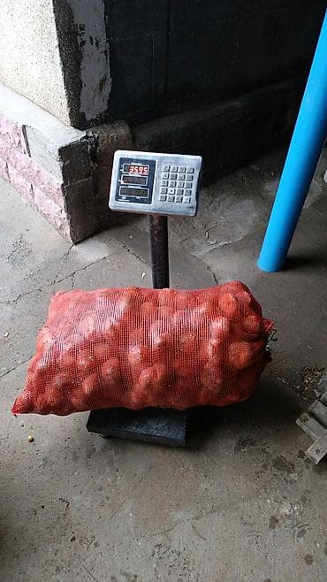 Картошка Пикассо, Оптом