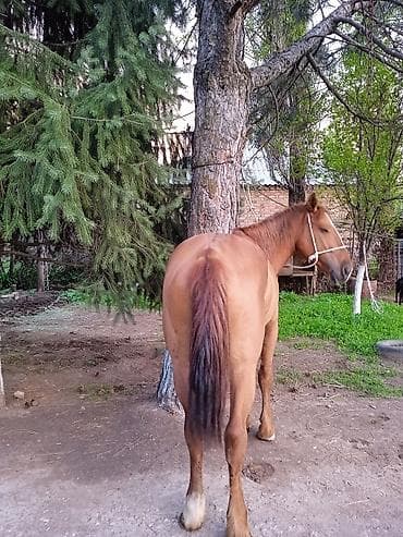 обмен на дакан: Продаю | Жеребец | Дончак | Рабочий — 3