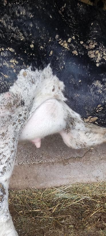 алабай щенка: Продаю | Корова (самка) | Для молока — 2