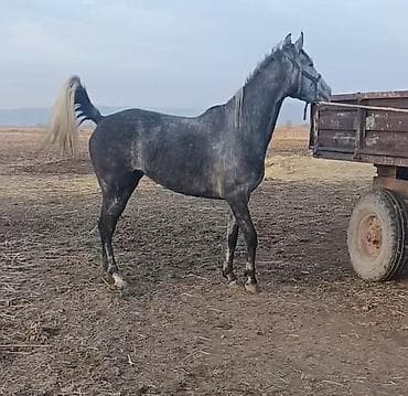 Продаю | Кобыла (самка) | Английская | Для разведения, Конный спорт | Племенные