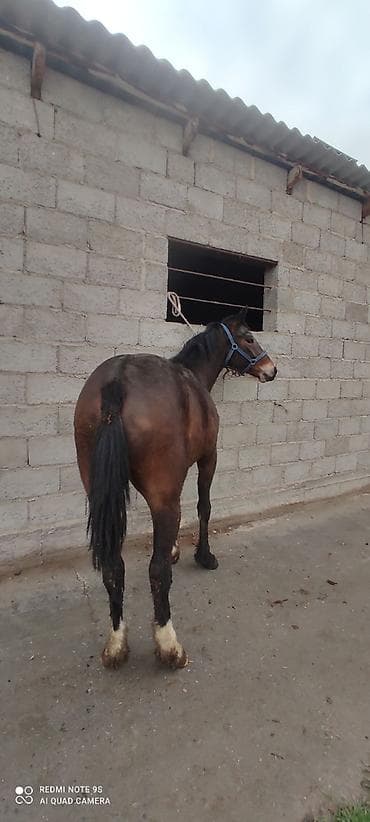 собаки в бишкеке: Продаю | Жеребец | Для разведения, Конный спорт | Племенные — 5