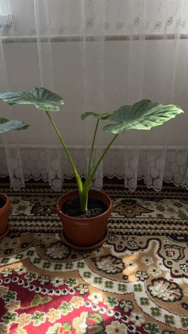 аихризон купить: Цветы Арум 1шт 1200сом — 2