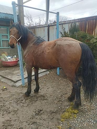 Продаю | Жеребец | На забой