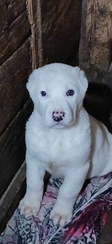 Иттер: Щенки крупной породы, окрас преимущественно белый с пятнами (палевыми — 2