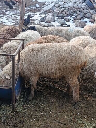 коты бишкек: Сатам | Козу | Меринос | Союуга | Бычылган — 8