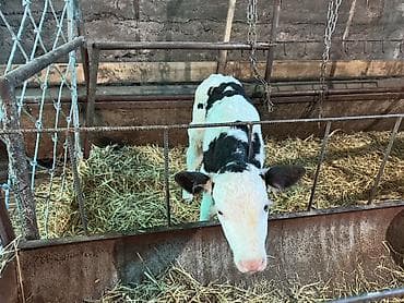 С/х животные и товары: Продаю | Тёлка | Голштин | Для молока | Искусственник — 3