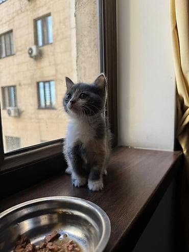 кошка маленкий: Кошка даром: Беспородная, Девочка, Приучена к лотку — 3