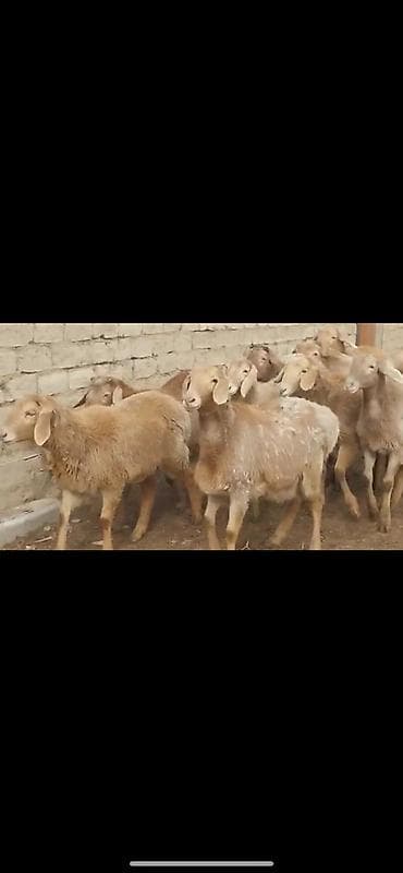 животные бараны: Продаю | Ягненок | На забой — 2