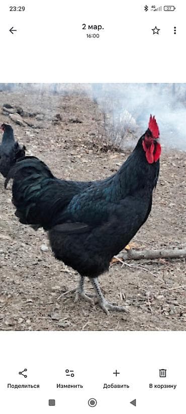 Куры, петухи: Продаю | Петух | Для разведения — 2