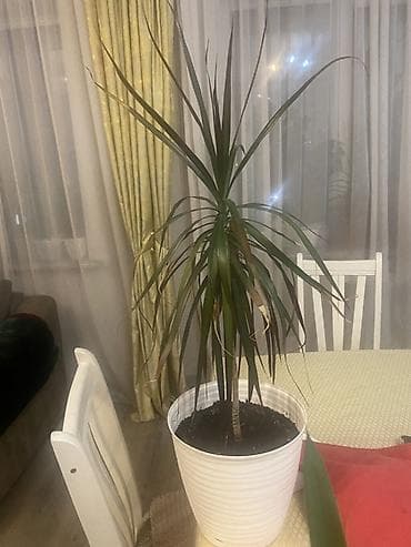 куплю деревья: Комнатные растения в горшках 1) Юкка (Yucca) в пластиковом кашпо: - — 5